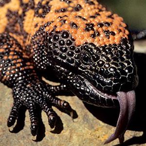 /pics/items/animals/Gila Monster